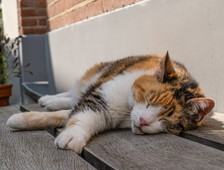 heat stroke in cats