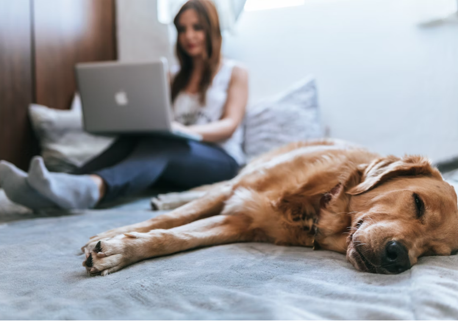 Accident-Only Pet Insurance