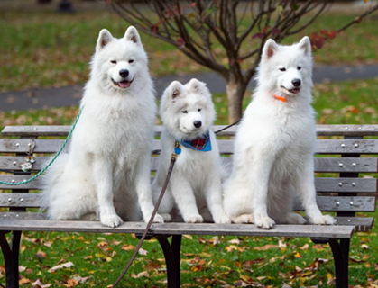 Boston Pet Care