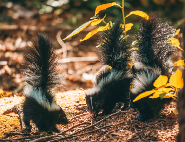 How To Get Rid of Skunk Smell On a Dog