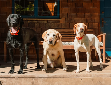 Pet Care Charleston