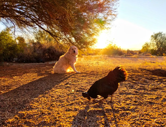 Pet Care Services Tucson AZ
