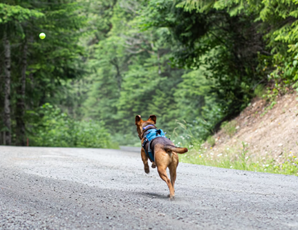 Pet-Friendly Portland Oregon