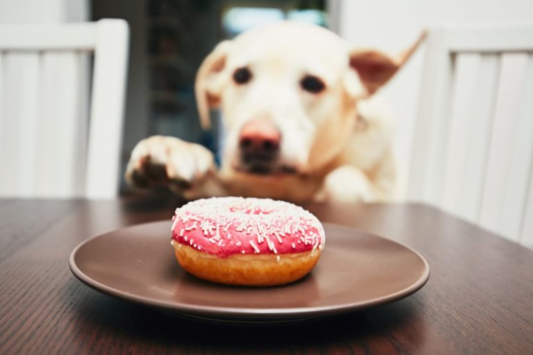 Valentine's Day Pet Treats