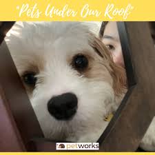 eco-friendly pet products