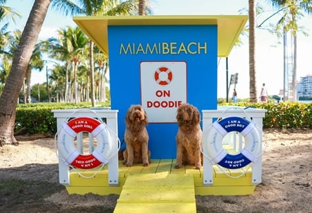 miami pet-friendly