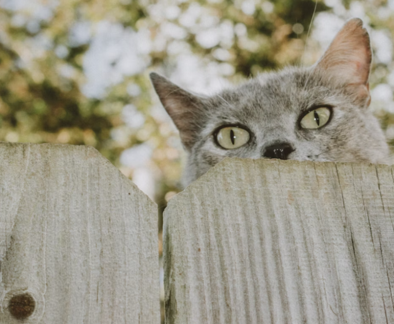 pet care playtime