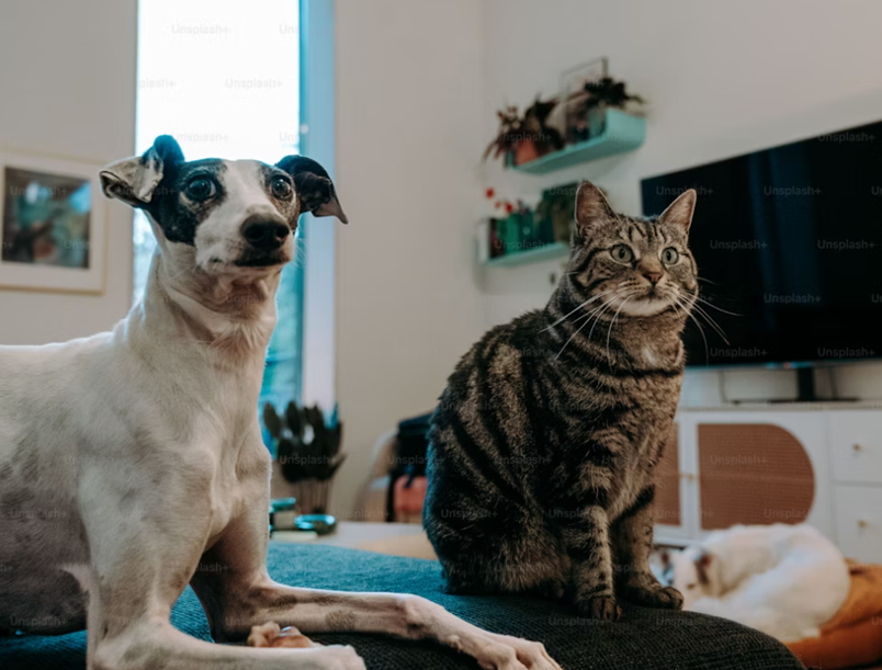 pet separation anxiety