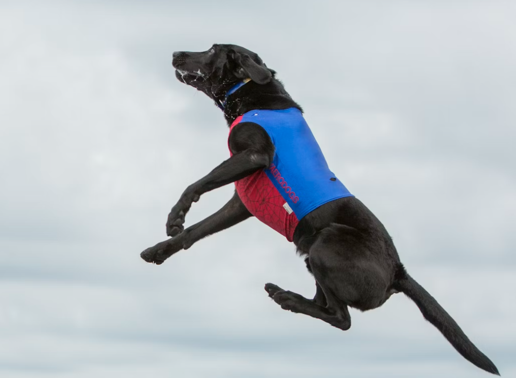 Do Emotional Support Dogs Fly For Free
