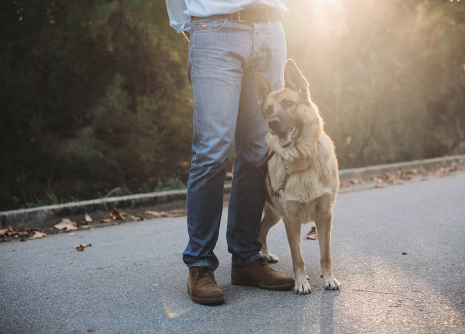 Dog Training Mistakes