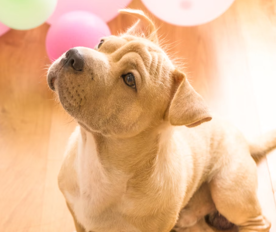 How Long Does Pet Grief Last