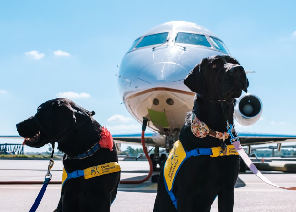 How Much Do Pet Transport Services Cost