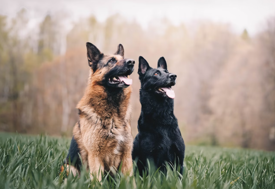 Older German Shepherd