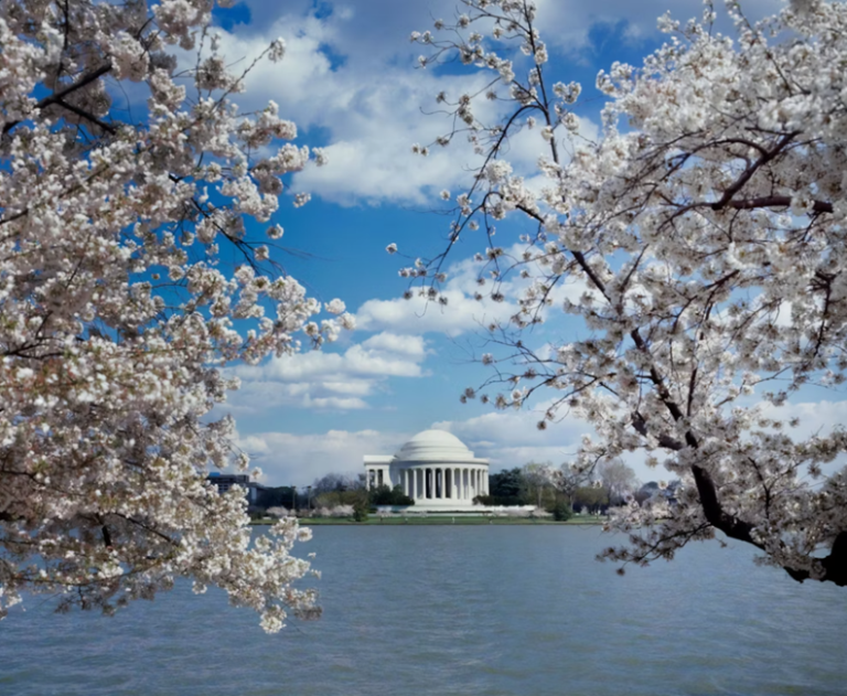 Pet Care Washington DC