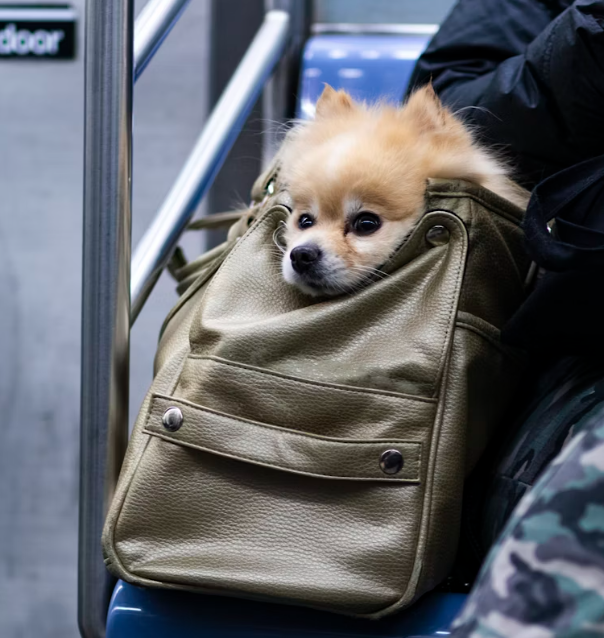 Pet Transportation Safety