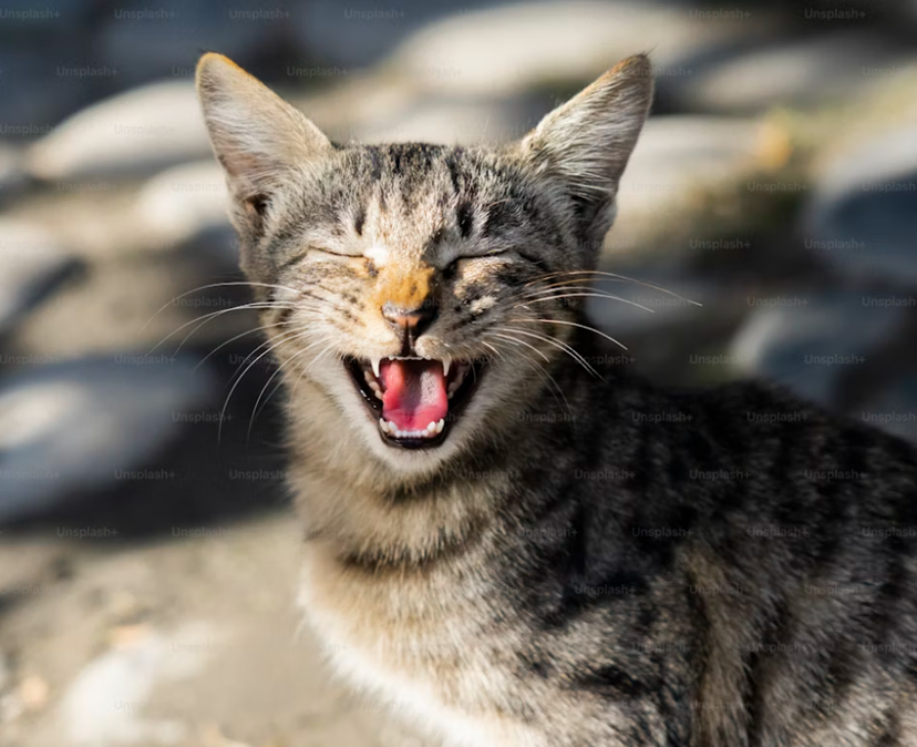 Why Is My Cat Not Eating