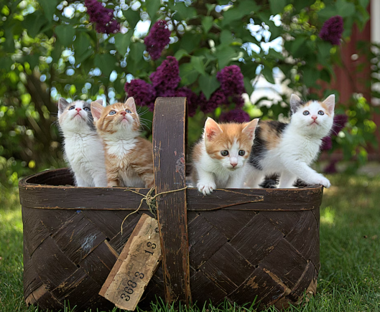 cat preventive care