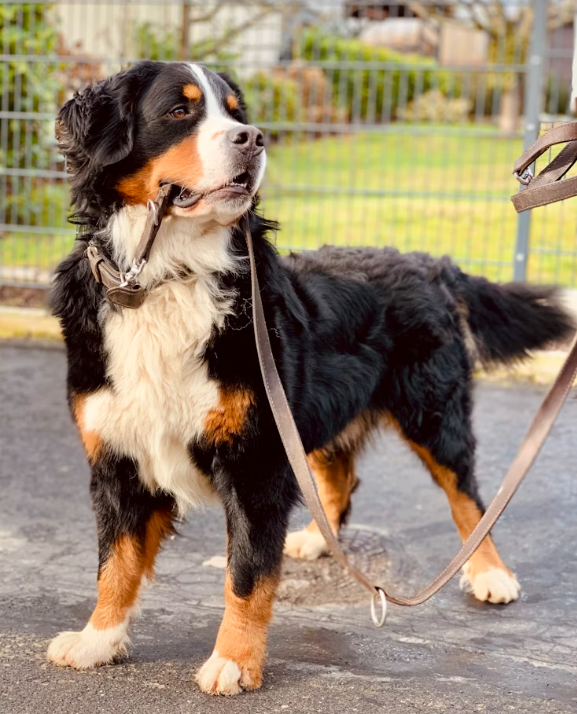 dog pulling on leash