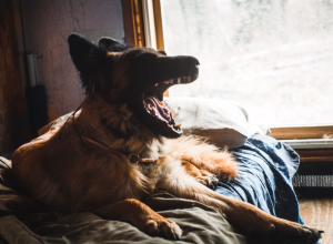 Picture of How Do I Stop My Dog from Barking Excessively?