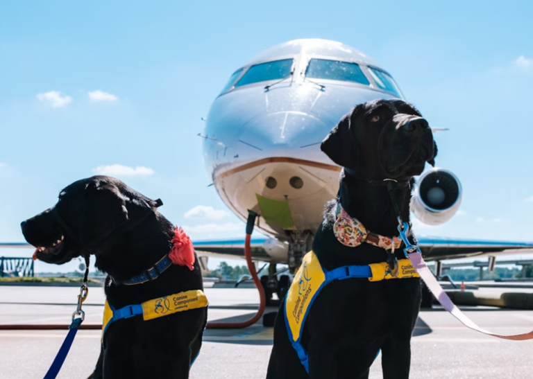 flying with pets