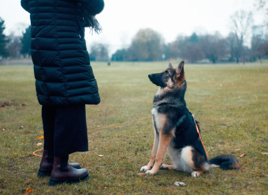 how much does private dog training cost