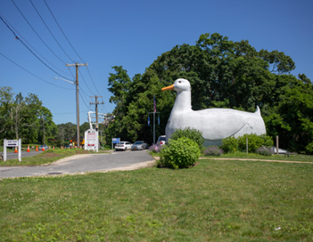 long island big duck