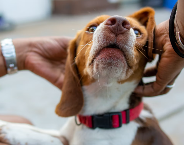 Dog Ear Cleaning