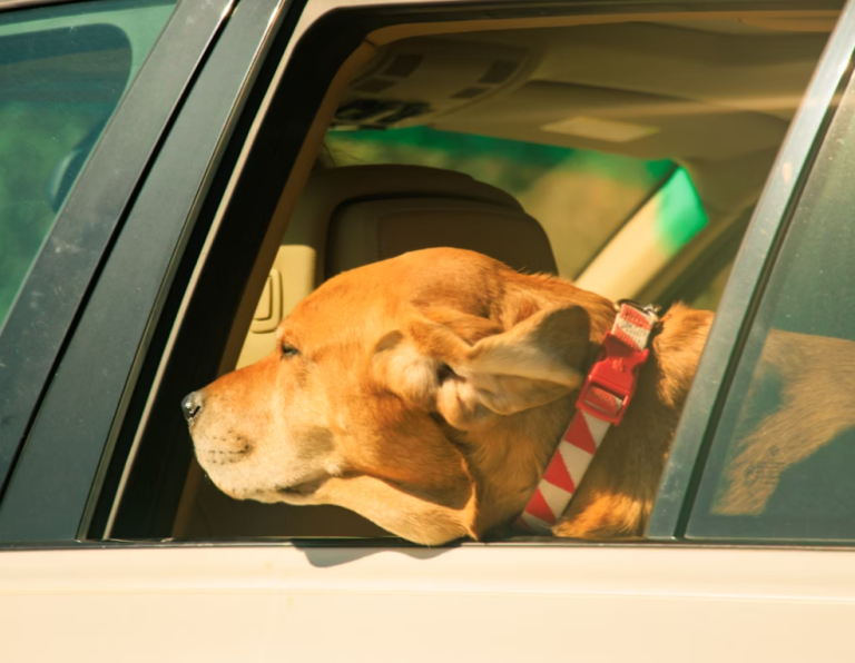 Dog Motion Sickness