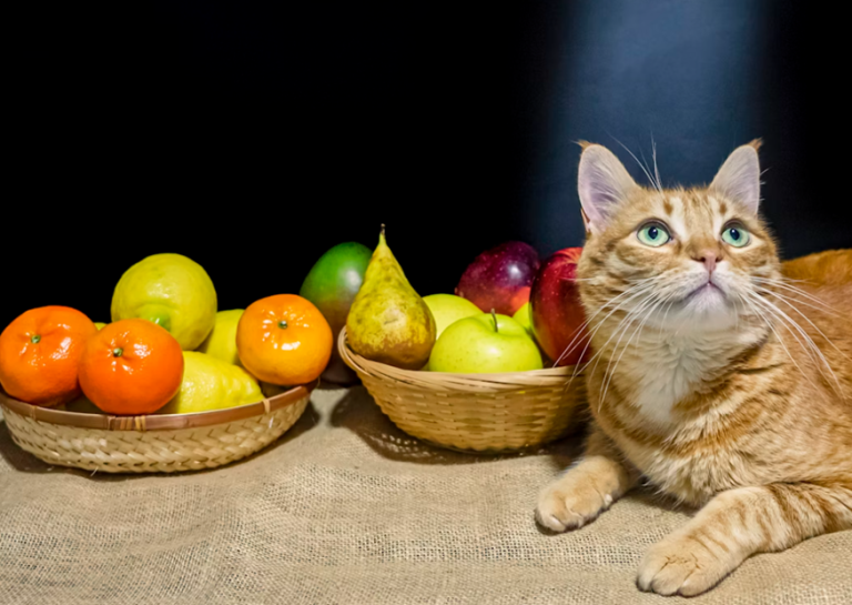 Holistic Cat Care