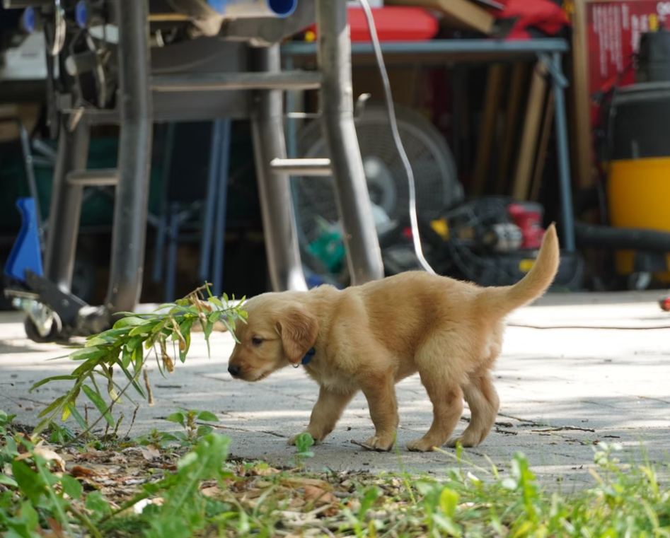 How Big Will My Puppy Get