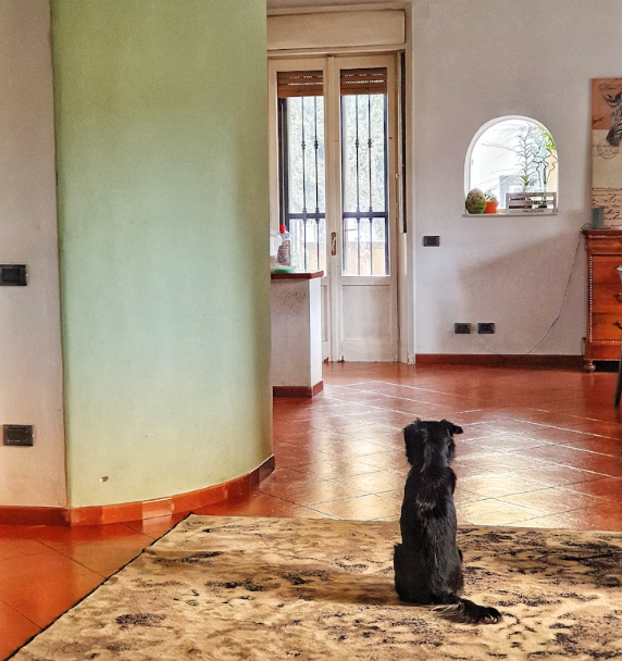 How Long Can A Dog Stay Home Alone