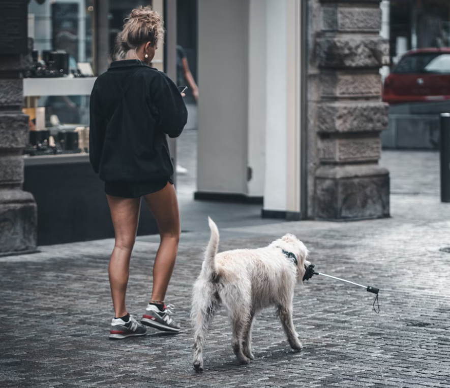 How Often Should I Walk My Dog