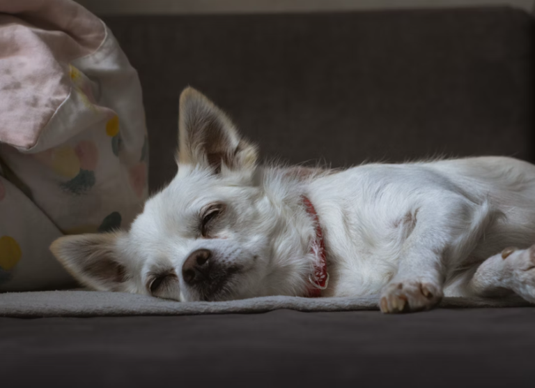 In-Home Pet Hospice