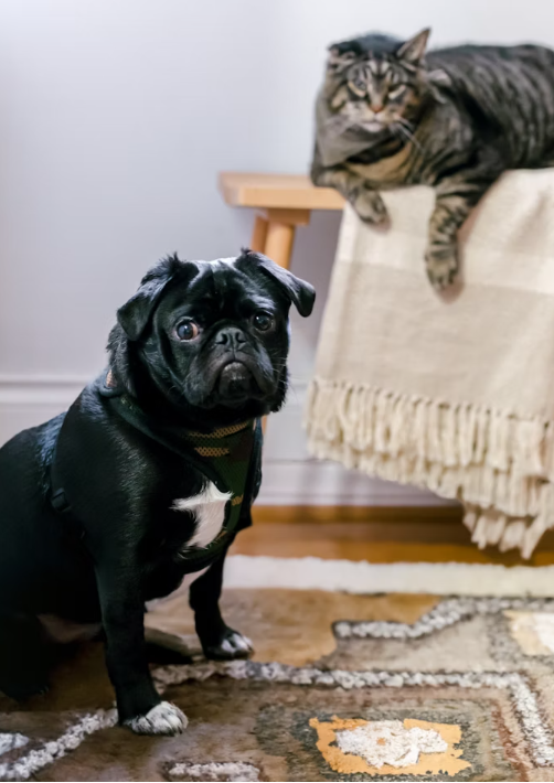 Pet Care Budgeting Tips