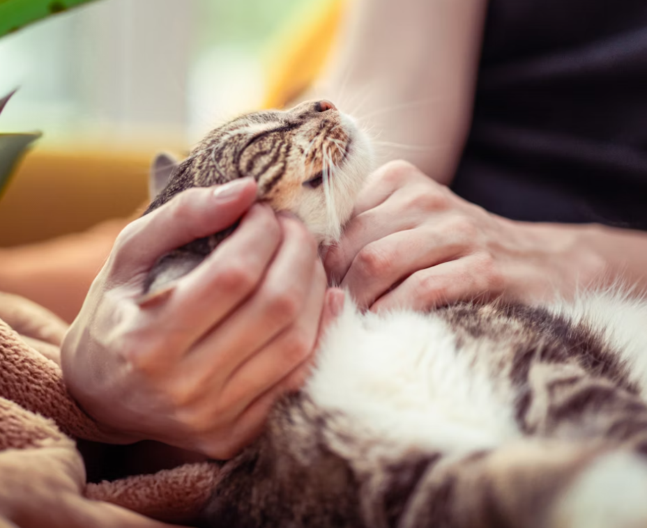 Professional Pet Care