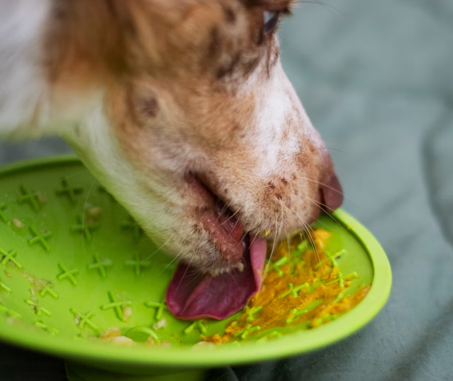 Senior pet nutrition