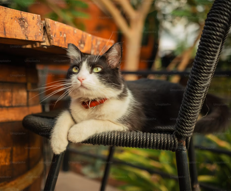 Should I Let My Cat Outside