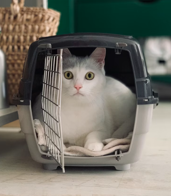 USDA certified pet transport