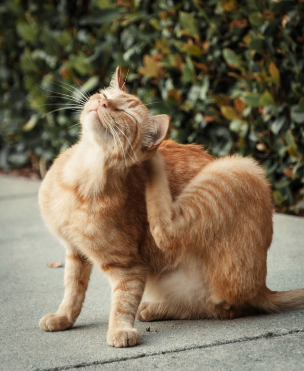 Why Is My Cat Scratching So Much