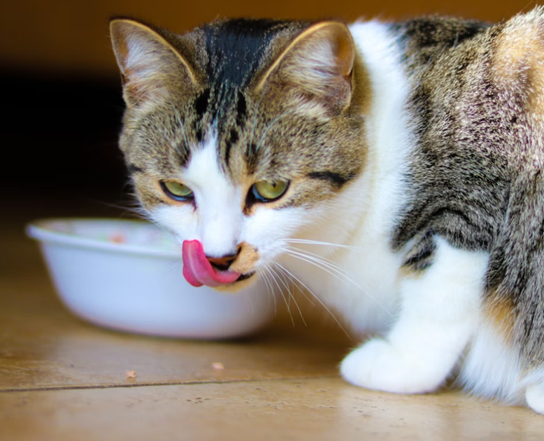 best cat food for indoor cats
