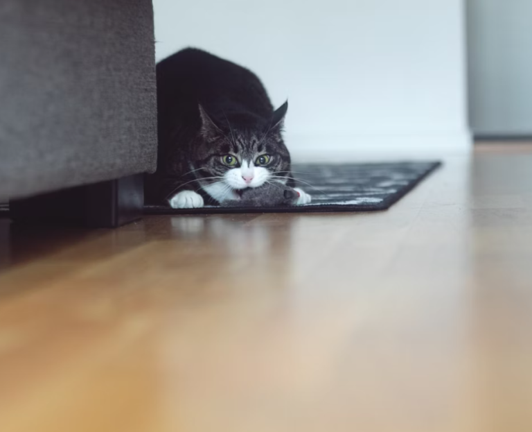 cat and mouse