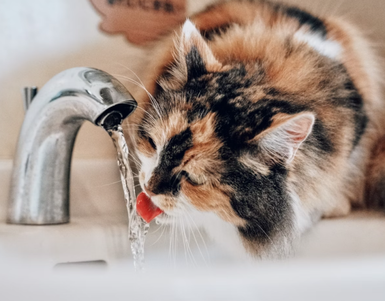 cat drinking water
