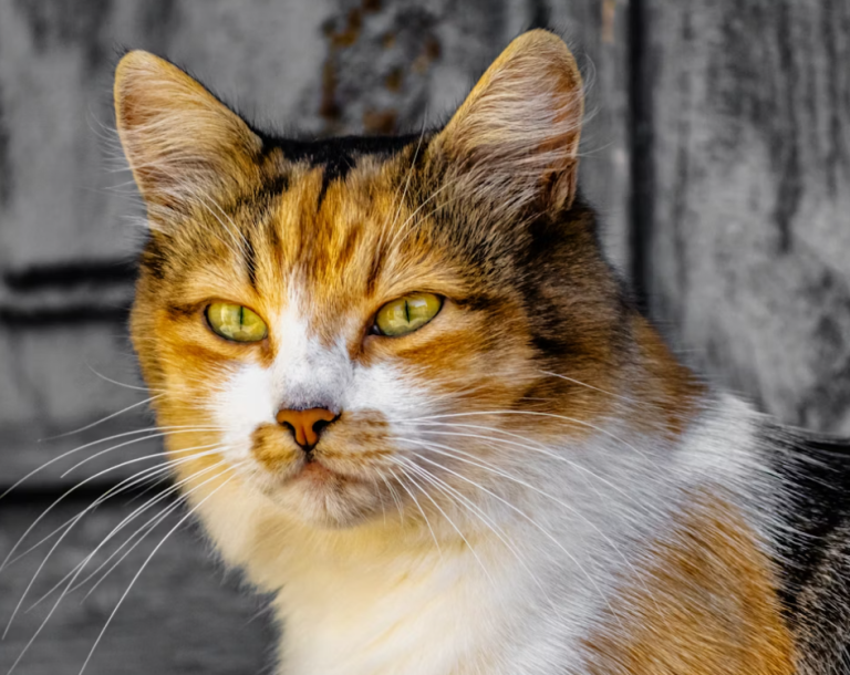 cat ear position meaning