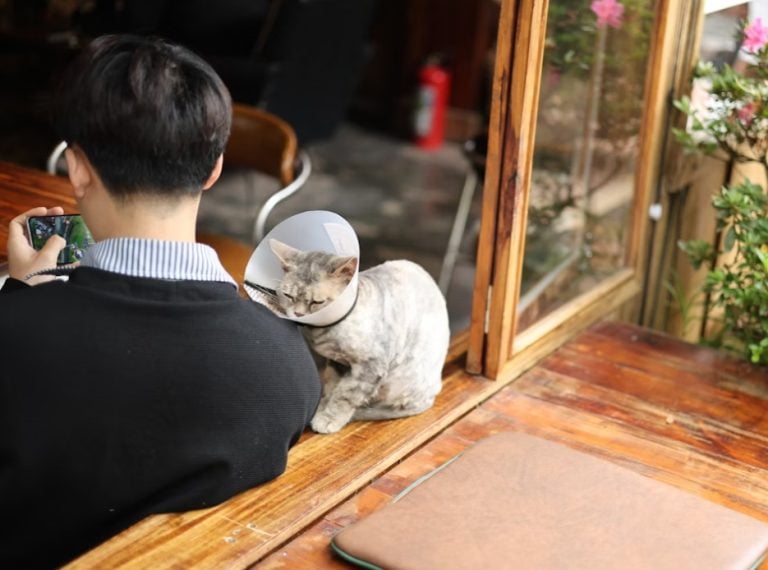cat spayed