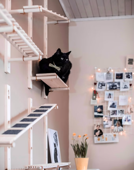 cats and apartments