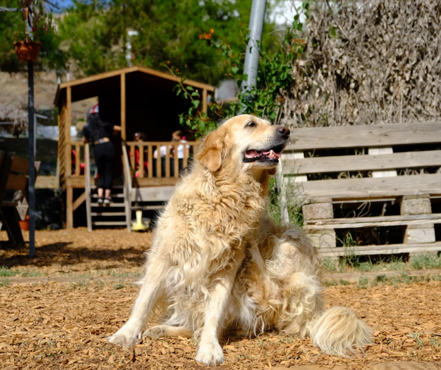 dog behavior explained