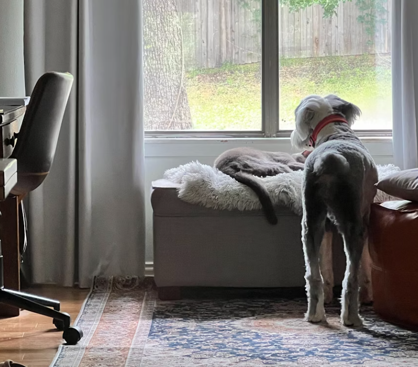 dog changing behavior