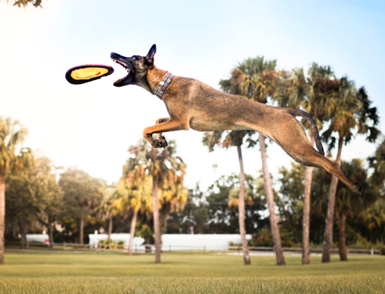 dog exercising