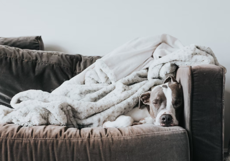 dog illnesses