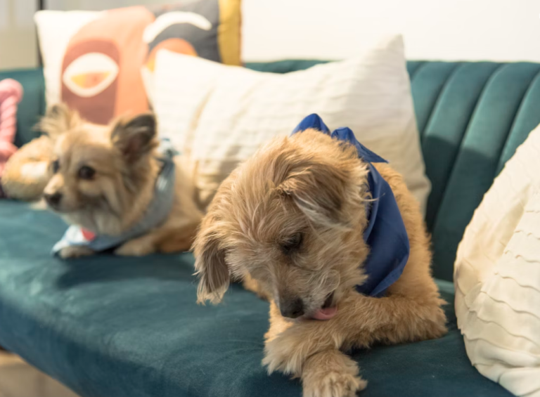 dog licking paws